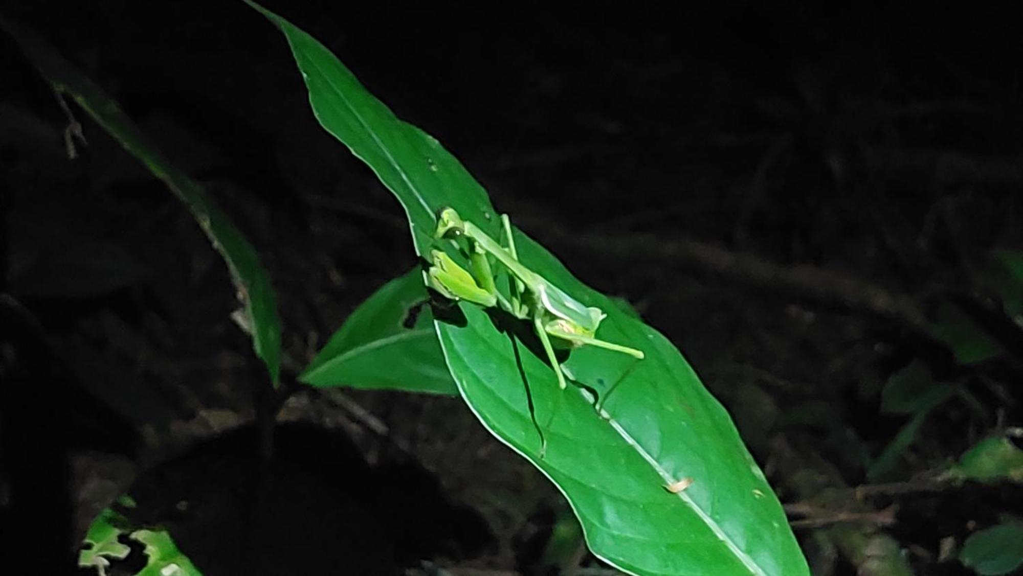 Hope Garden, Sarapiqui, We Connect You With The Sarapiqui Tropical Forest Exterior foto
