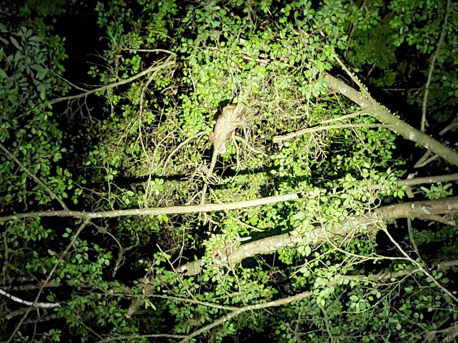 Hope Garden, Sarapiqui, We Connect You With The Sarapiqui Tropical Forest Exterior foto