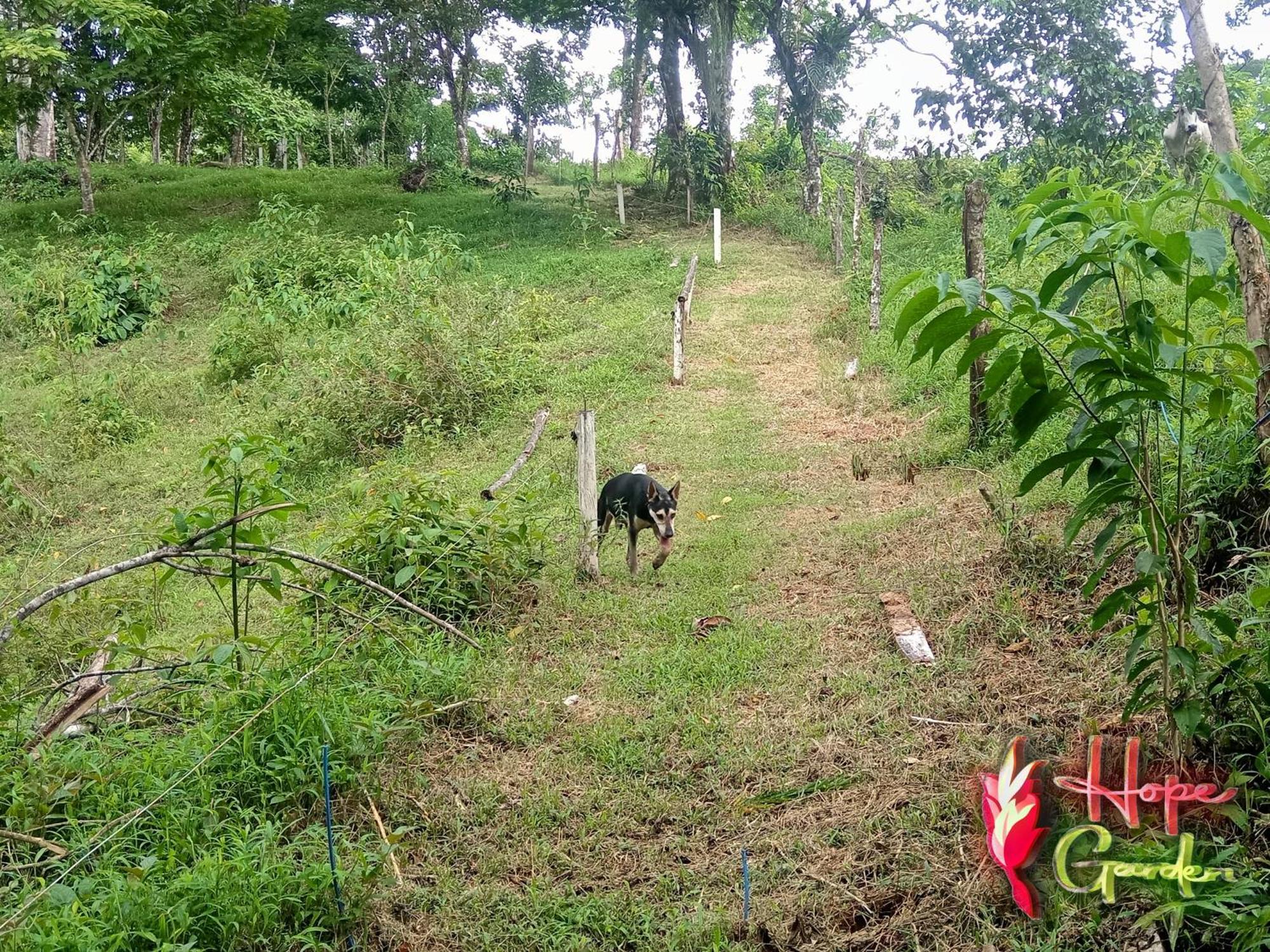 Hope Garden, Sarapiqui, We Connect You With The Sarapiqui Tropical Forest Exterior foto